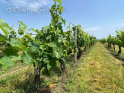 Terrain à SAINT-EMILION