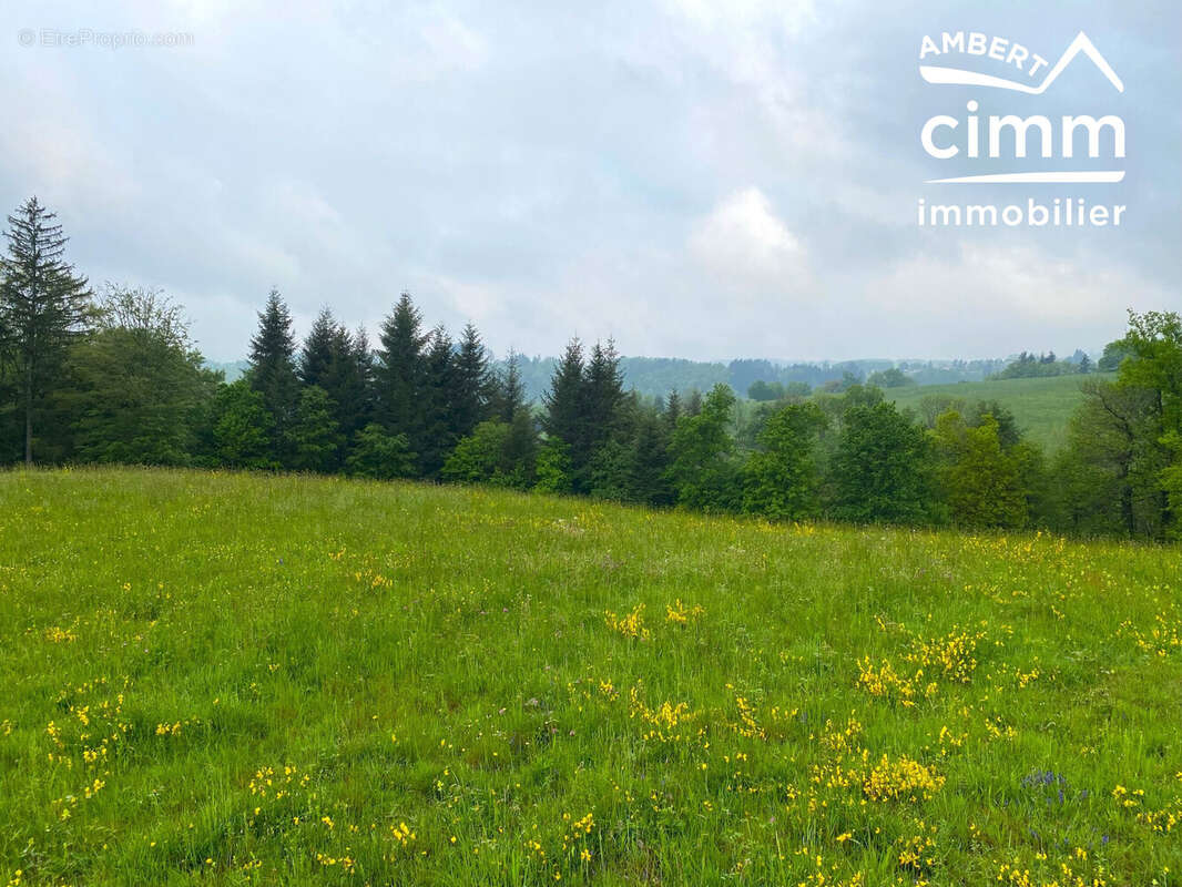 Terrain à VERTOLAYE