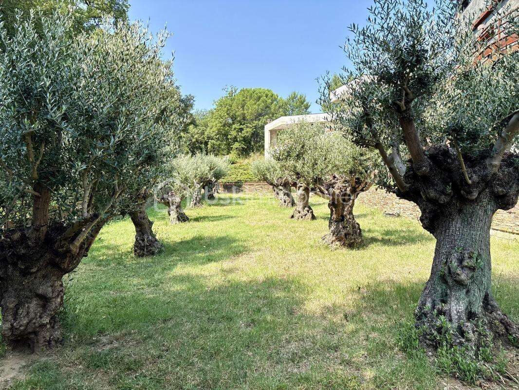 Entre Mer et Montagne, une Villa Unique au Cœur d’un Écrin d’Oliviers - photo 14