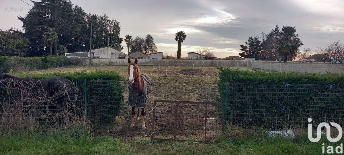 Photo 4 - Terrain à SAINT-GEORGES-DES-AGOUTS