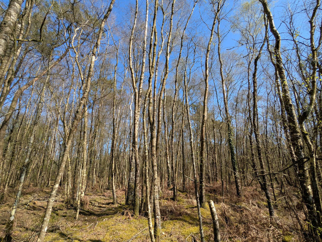 Terrain à CAMPENEAC
