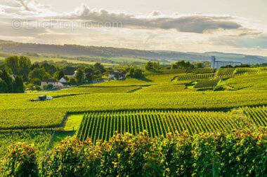 Terrain à EPERNAY