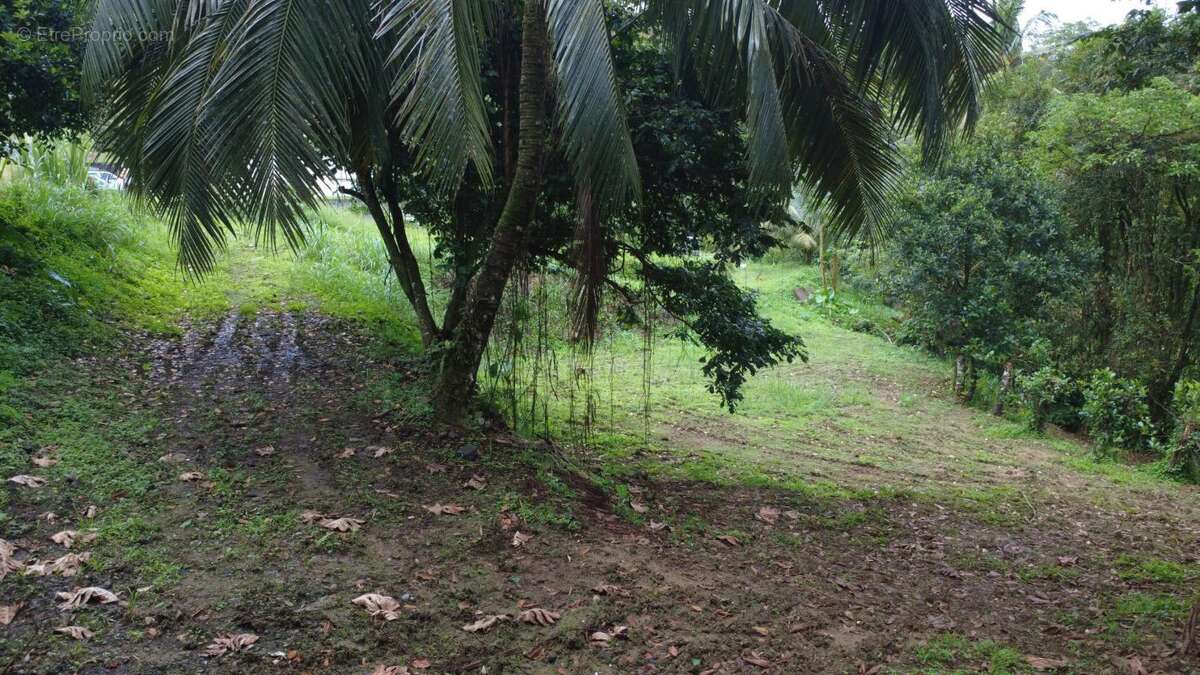 Terrain à FORT-DE-FRANCE