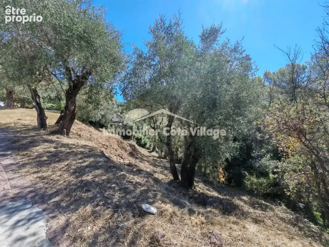 Hauteurs de saint-andré-de-la-roche   2 700 m2 de terrain arboré avec oliviers - photo 6