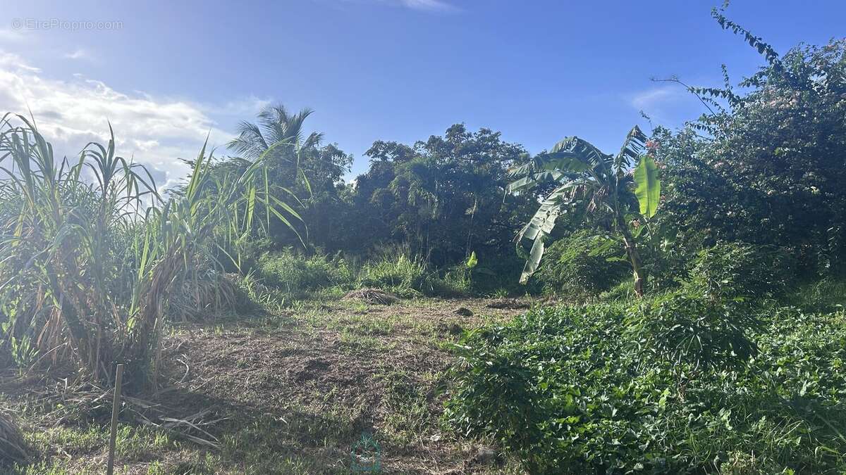 Terrain à RIVIERE-SALEE