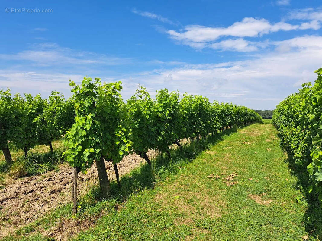 Propriété viticole bio sur 22 hectares - Réf 72 - photo 3