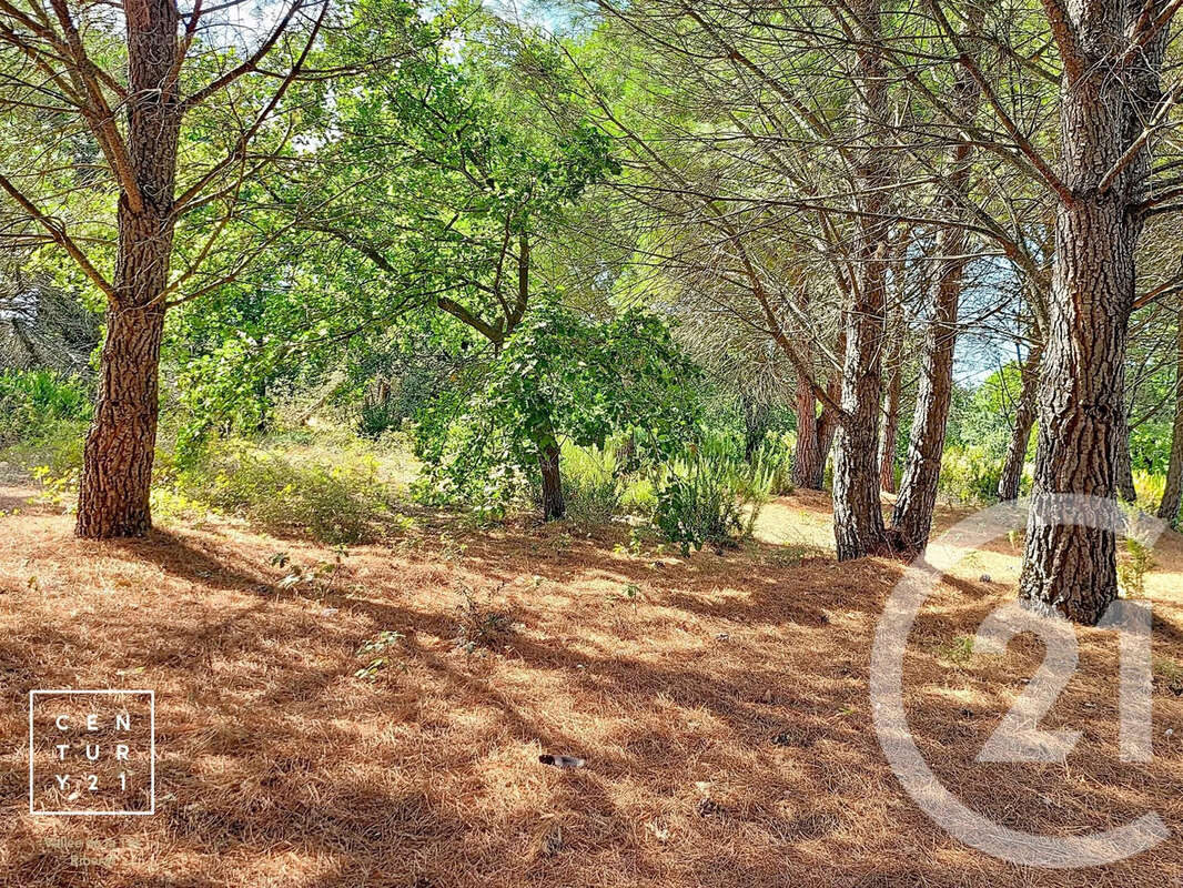 Terrain 5055 m² à Toulouges  - photo 10