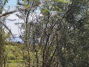 Terrain à TELGRUC-SUR-MER