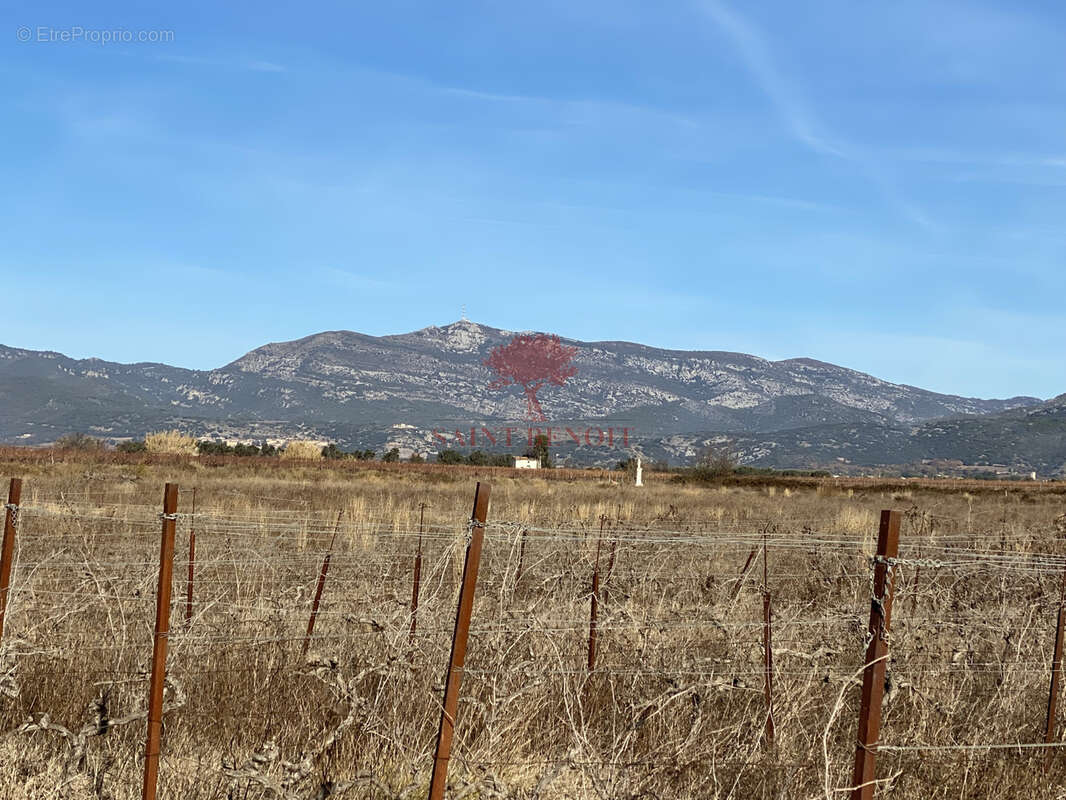 Terrain à SAINT-ANDRE-DE-SANGONIS
