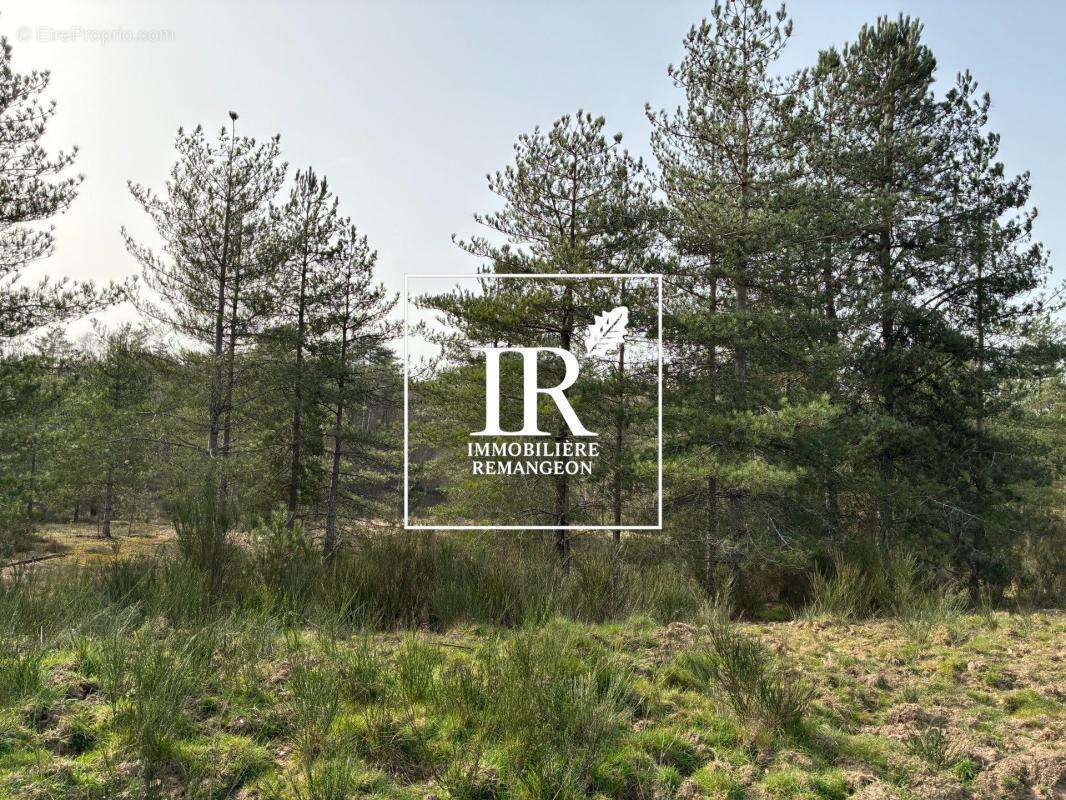 Sologne propriete de 103 ha - photo 2