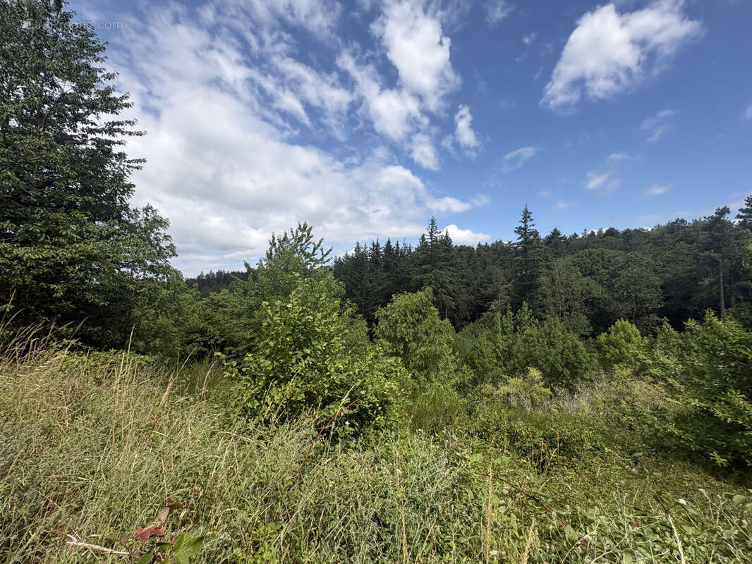 Haute Corbières - 20min de Limoux - Propriété d’Exception avec 98 ha de Forêt et Dépendances - photo 24