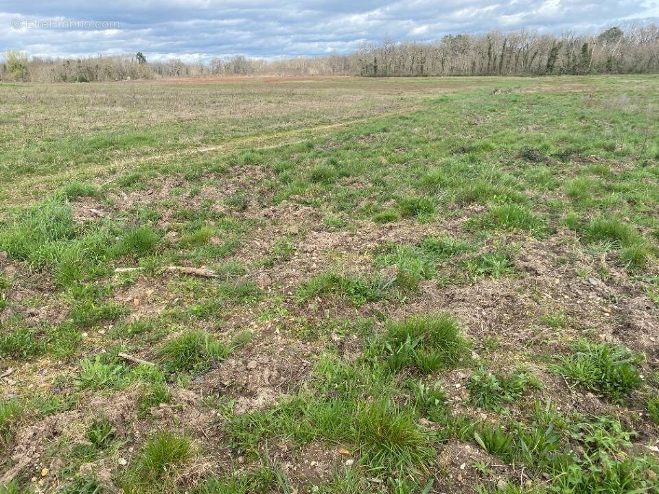 Terrain à PUJOLS-SUR-CIRON