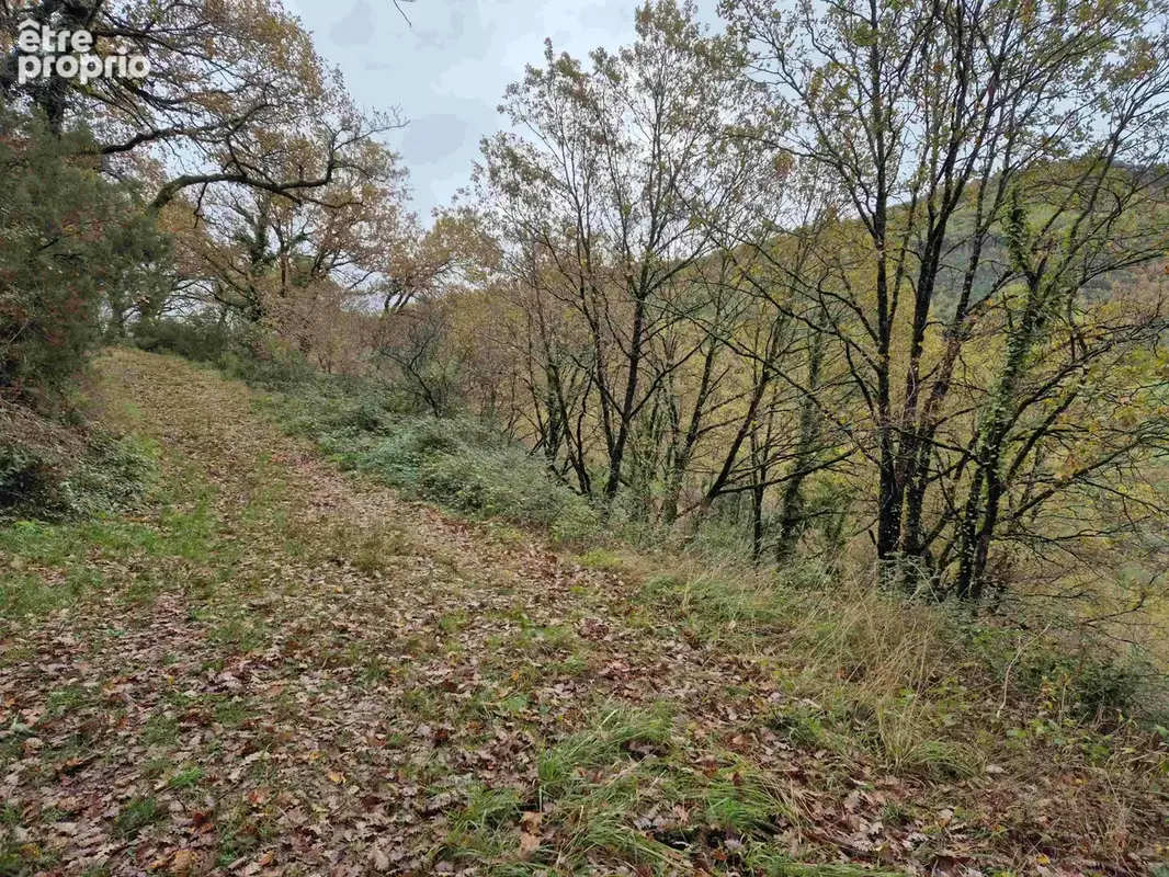 Bois - 2500 m2 avec vue sur le Tarn - photo 4