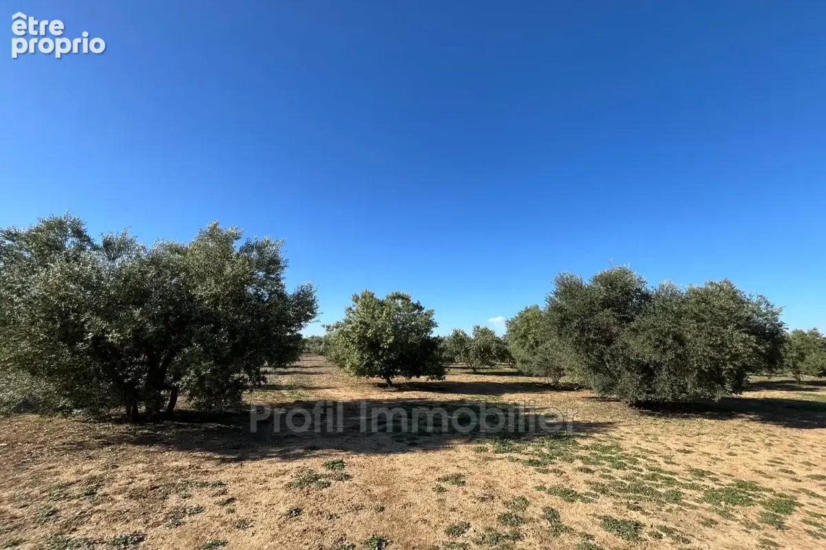Terrain 15 000 m² à vendre à Marsillargues (34590) - photo 9
