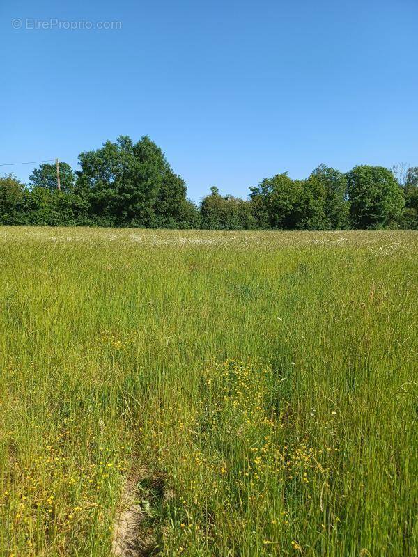 Terrain à MONTREUIL-L'ARGILLE