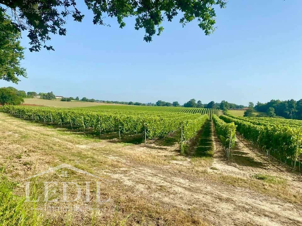 Terrain à CASTELNAU-D&#039;AUZAN