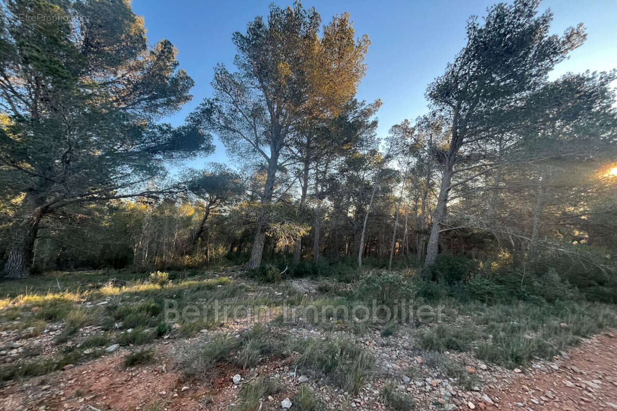 Terrain à ESPIRA-DE-L&#039;AGLY