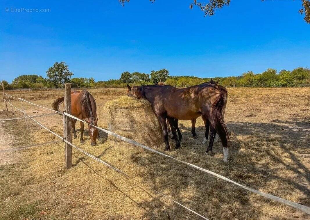 Domaine équestre 28 ha à Ménesplet Dordogne (24) - photo 2