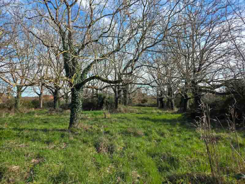 Terrain à SAUZE-VAUSSAIS