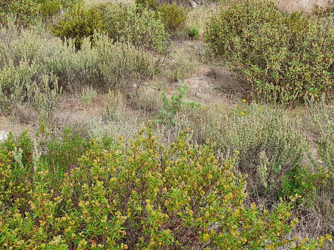 Terrain à SAINT-ESTEVE