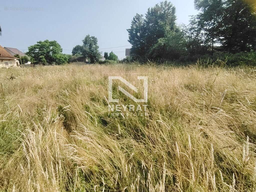 Terrain à SAINT-MARTIN-EN-BRESSE