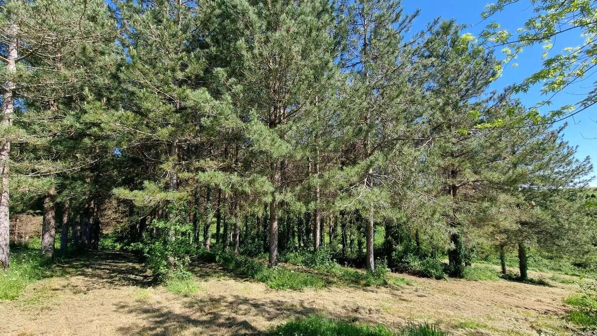 Maison en pierre avec dépendances et 4,8 hectares — Gros potentiel entre Monségur et La Réole - photo 12
