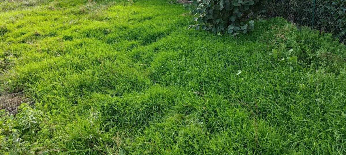 Terrain à VIEILLEVIGNE