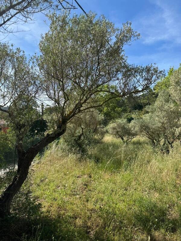 Terrain à CARNOULES