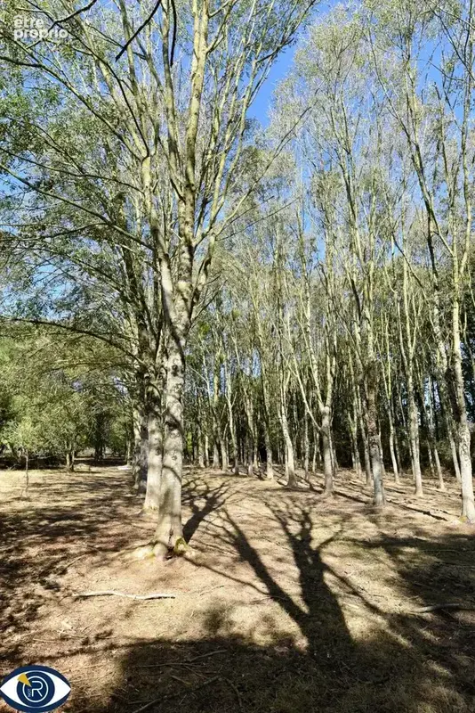 Terrain 29 107 m² à vendre à Vaiges (53480) - photo 6