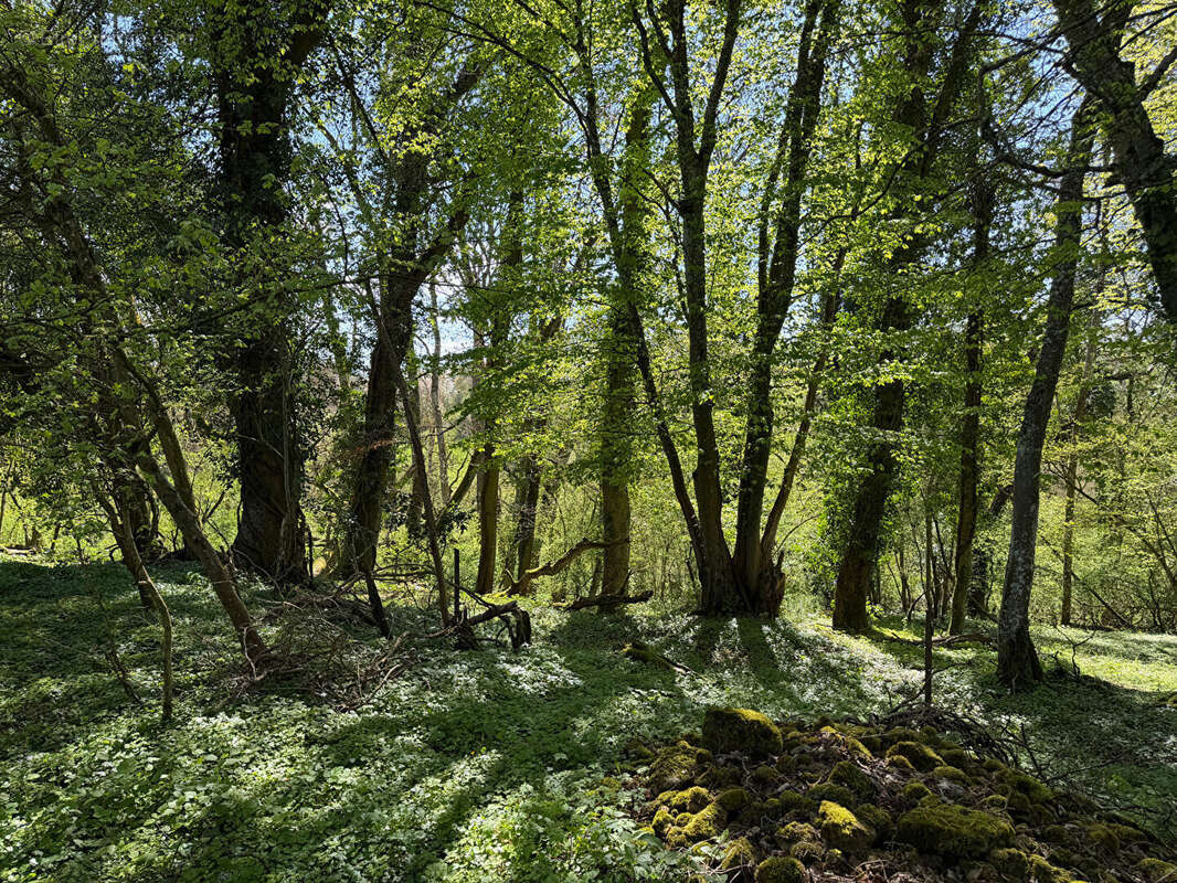 Grange Waldwisse de 250 m²  sur un terrain de  3 hectares et 63 ares - photo 9