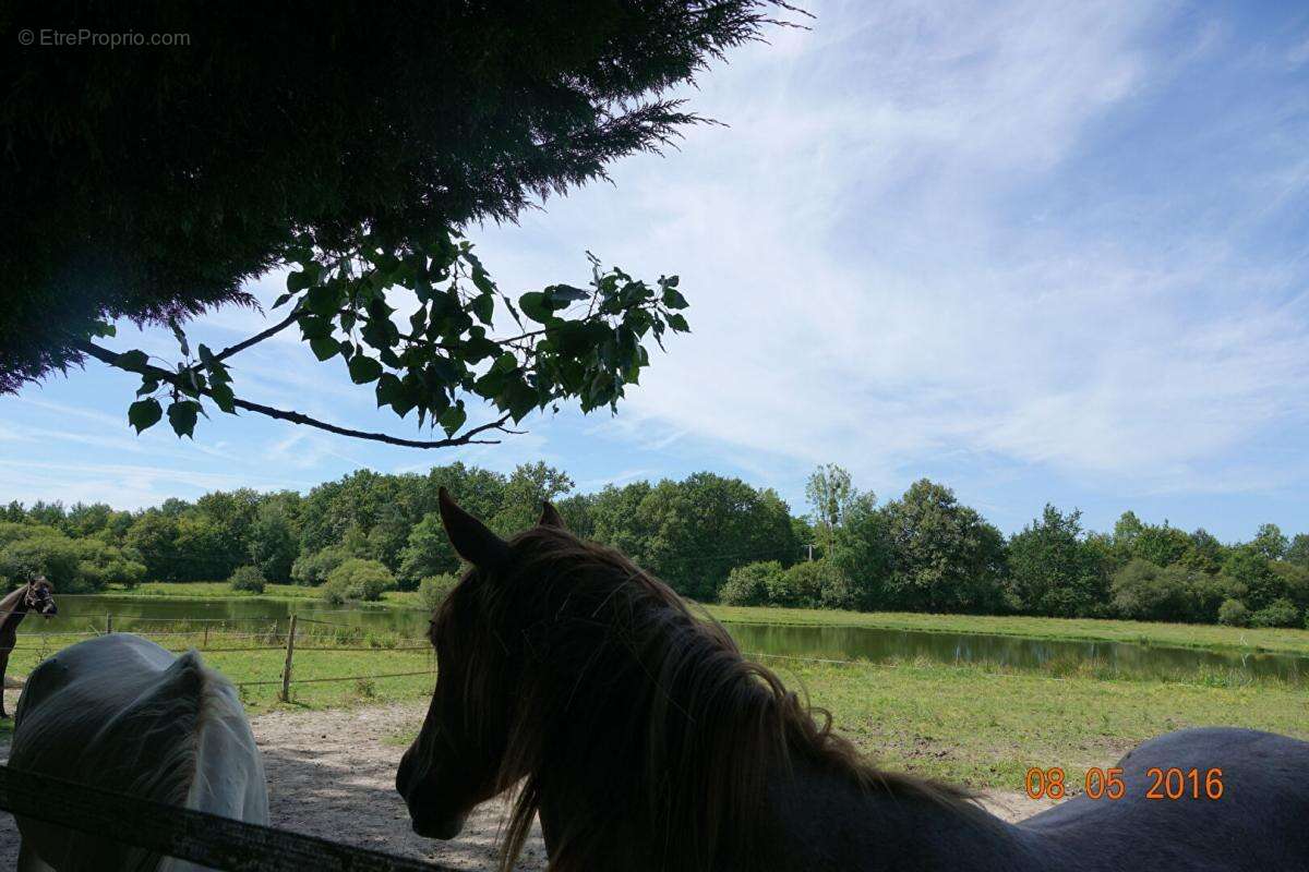 Terrain à LIGNY-LE-RIBAULT