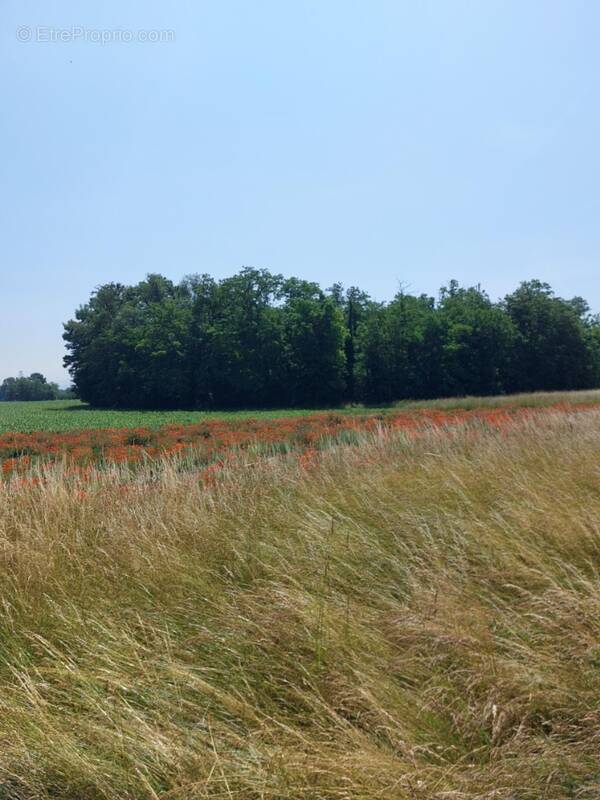 Terrain à ALGOLSHEIM