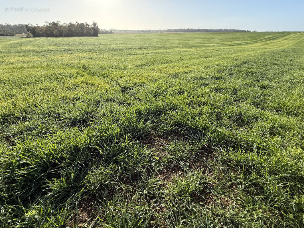 Terrain à MENETOU-COUTURE