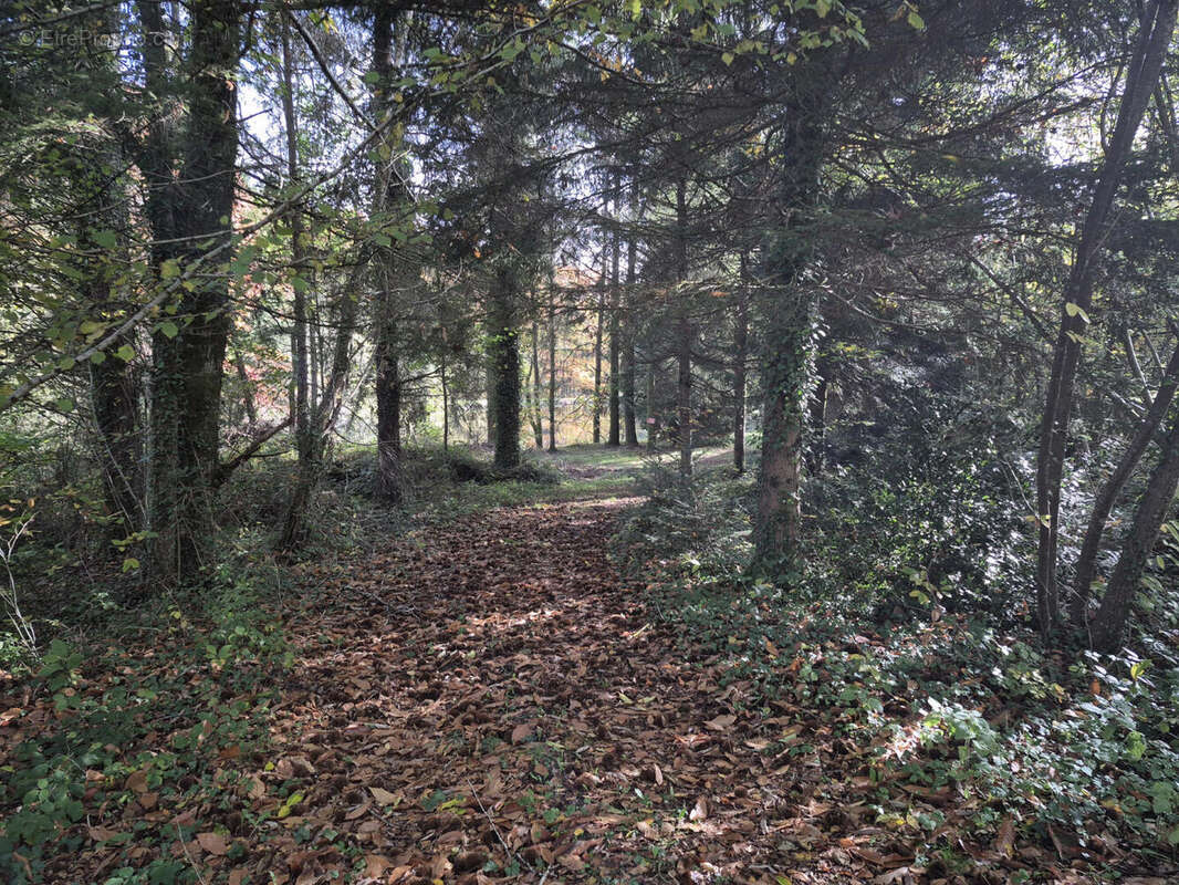 20251031_105605 - Terrain à PIEGUT-PLUVIERS