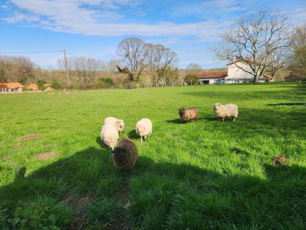 Maison à ROUMAZIERES-LOUBERT