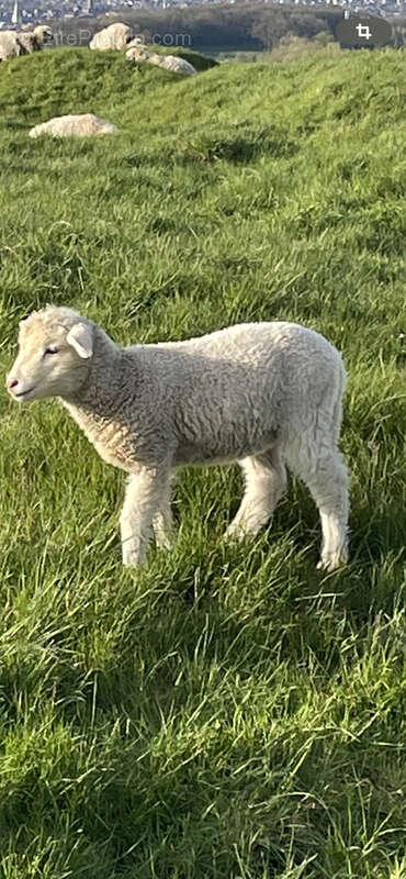 Terrain à HAUTEVILLE