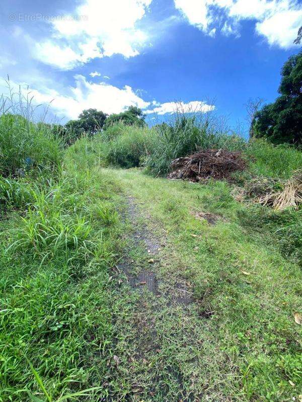 Terrain à LE MORNE-VERT