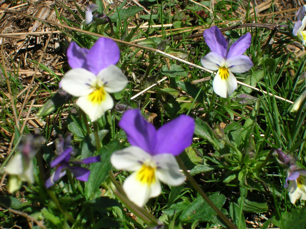 Terrain à OPOUL-PERILLOS