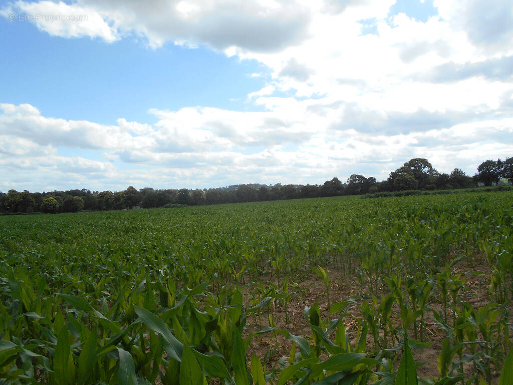 Terrain à LES LOGES-MARCHIS
