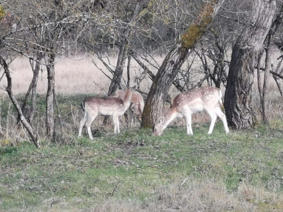 Terrain à SAINT-GERMAIN-DES-FOSSES
