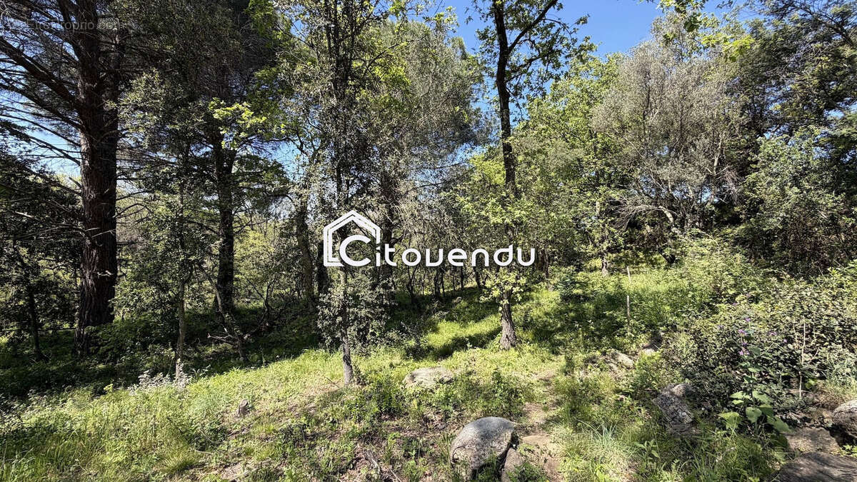 Terrain à MONTESQUIEU-DES-ALBERES