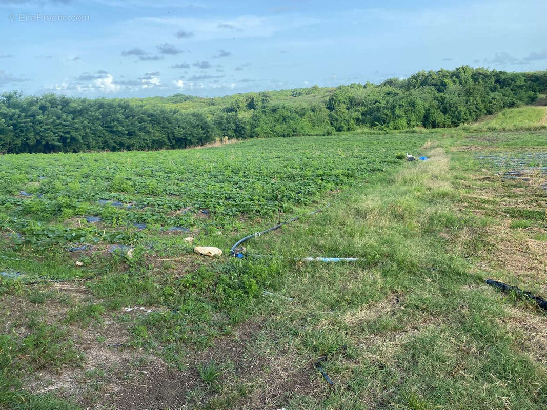 Terrain à LE VAUCLIN