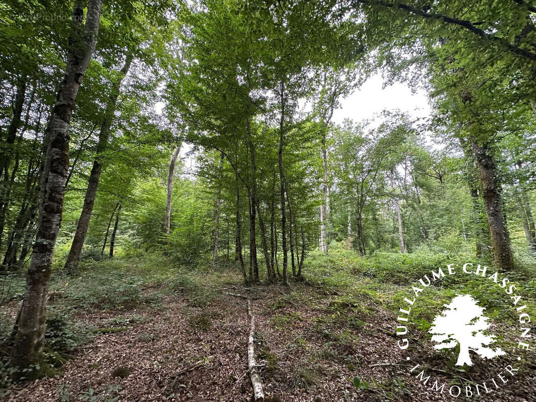 Terrain à SAINT-AMAND-MONTROND