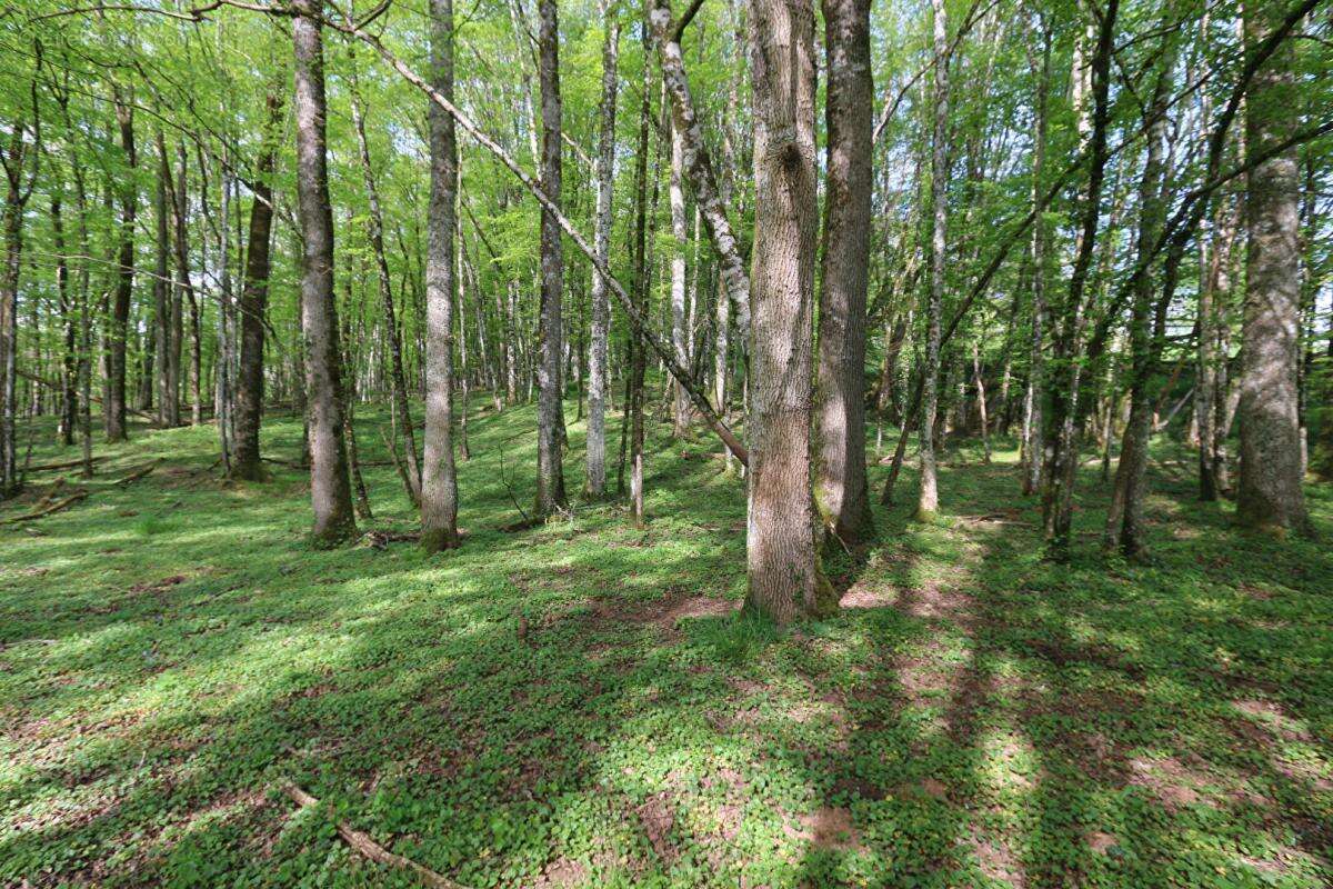 Maison en pierre avec piscine chauffé et terrain 17 hectares - photo 18