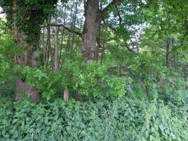 Terrain à COURTEMAUX