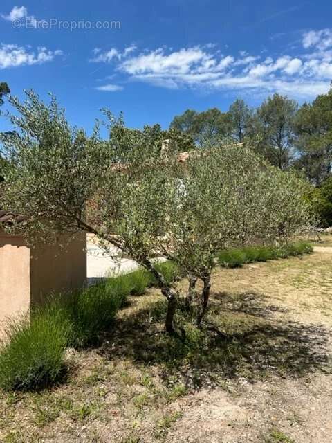 Maison à MONTFORT-SUR-ARGENS