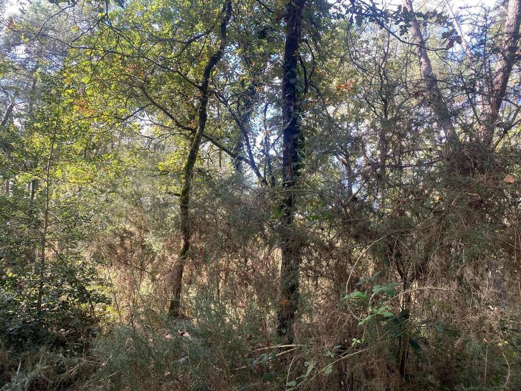 Photo 2 - Terrain à LANGON