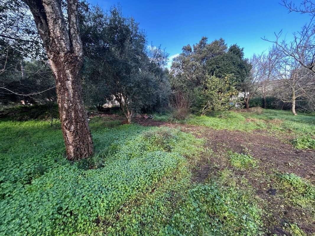 Terrain à PIETRACORBARA