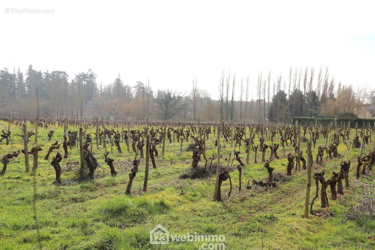 ... avec une parcelle de vigne. - Maison à CHAVAGNES