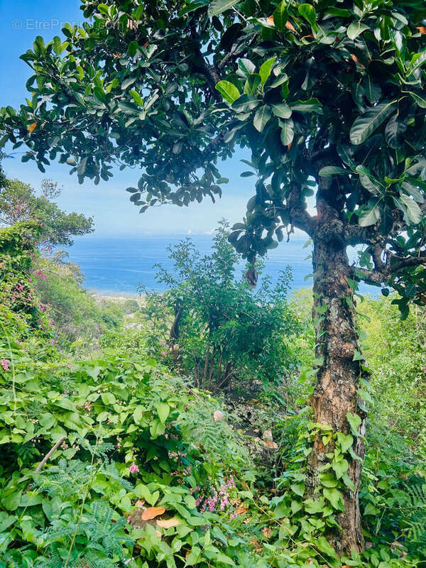 Terrain à SAINT-LEU